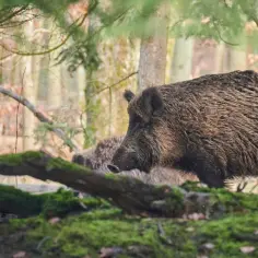 Co symbolizuje dzik we śnie? Poznaj duchowe znaczenie i interpretację snu